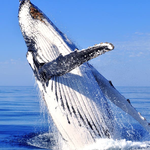 Avistamiento de ballenas – LA PAZ, AVENTURA Y ECOTURISMO